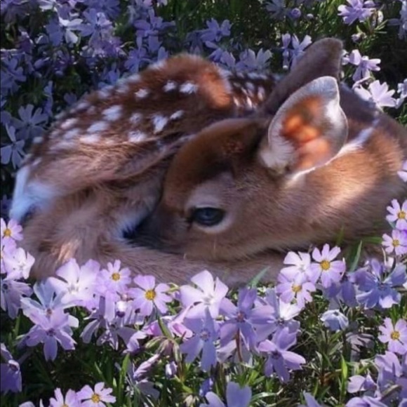 Meet your Posher, Amanda - Picture 1 of 1